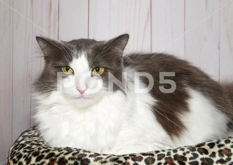 Portrait of a grey and white tabby cat with green eyes looking directly at vi Stock Photos