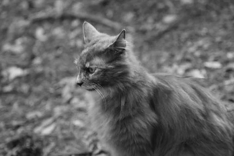 Portrait of a grey cat Stock Photos