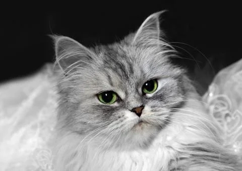 Portrait of a grey cat Stock Photos