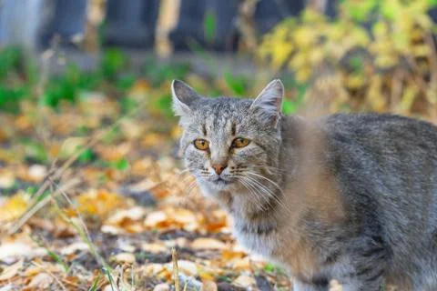 Portrait of a grey cat Stock-Fotos