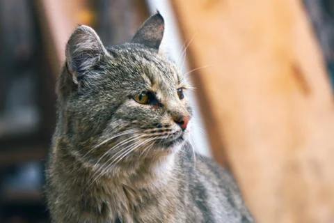 Portrait of a grey cat Stock Photos