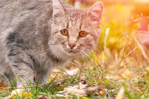 Portrait of a grey cat 스톡 사진