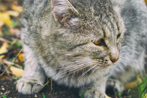 Portrait of a grey cat 스톡 사진