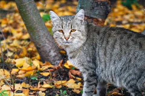 Portrait of a grey cat Stock Photos