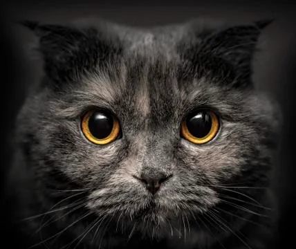 A portrait of a grey cat Stock Photos