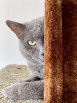 Portrait of the grey cat Stock-Fotos