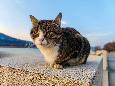 Portrait of grey cat with stripes looking into distance. Close-up Stock-Fotos