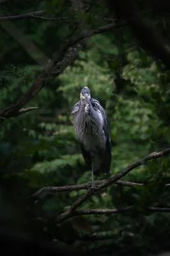 Portrait of grey heron sitting on the tree Stock Photos