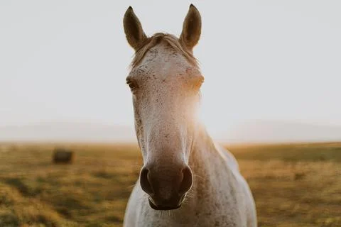 Portrait of a grey horse in a sunset Stock Photos