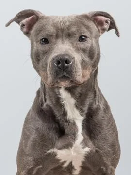 Portrait of a grey pitbull terrier at a grey background Stock Photos