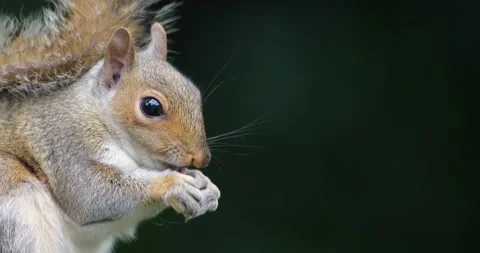 Portrait of a Grey squirrel eating nut Stock Footage 327558822