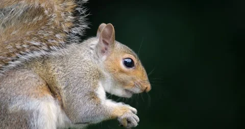 Portrait of a Grey squirrel eating nut Stock Footage 328122098