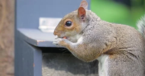 Portrait of Grey squirrel eating nuts and seeds on squirrel feeder Stock Footage 327558285