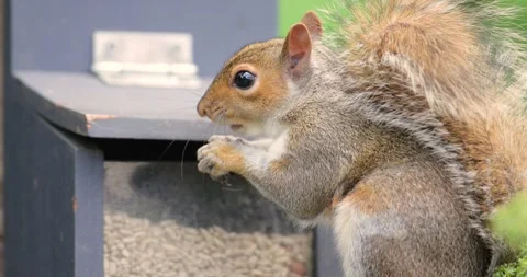 Portrait of Grey squirrel eating nuts and seeds on squirrel feeder Stock Footage 327924617