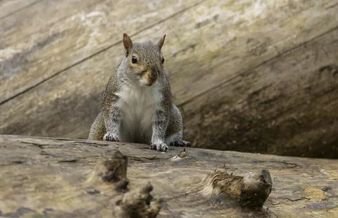 Portrait of a grey squirrel sciurus carolinensis in autumn, UK. Foto stock