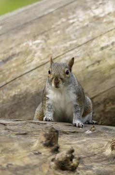 Portrait of a grey squirrel sciurus carolinensis in autumn, UK. Stock Photos