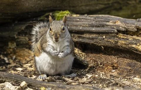 Portrait of a grey squirrel sciurus carolinensis in autumn, UK. Stock Photos