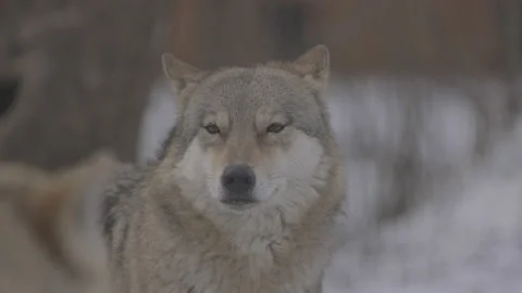 Portrait of a grey wolf Canis Lupus in winter, close-up of a predator. 4K slow Stock Footage 149225436