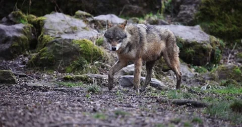 Portrait of a grey wolf in the forest Video stock 171089565