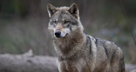 Portrait of a grey wolf in the forest Stock Footage 171089745