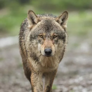 Portrait of grey wolf in the forest Foto stock