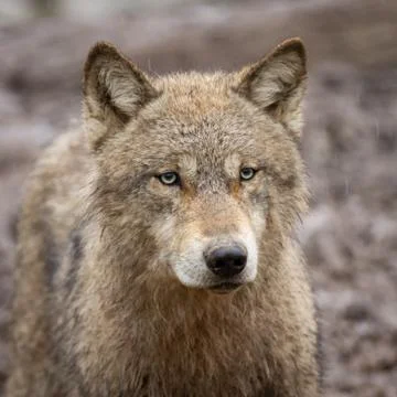 Portrait of grey wolf in the forest Stock Photos