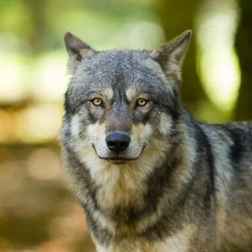 Portrait of grey wolf in the forest Stock Photos