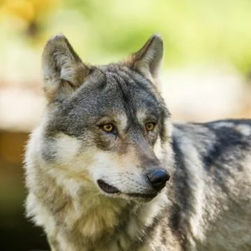 Portrait of grey wolf in the forest Stock Photos