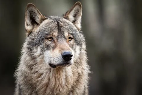 Portrait of grey wolf in the forest Foto stock