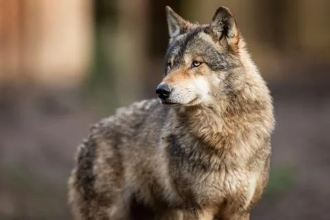 Portrait of grey wolf in the forest Stock Photos