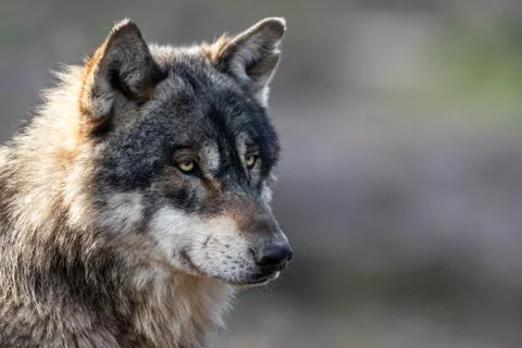 Portrait of grey wolf in the forest Foto stock