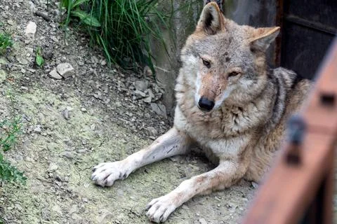 Portrait of grey wolf in the forest Stock-Fotos