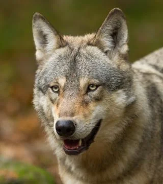 Portrait of grey wolf Stock Photos