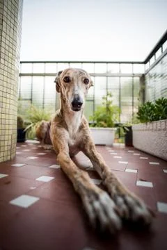 Portrait of a greyhound in a terrace Stock Photos