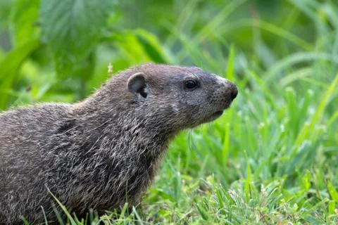 Portrait of a groundhog Stock-Fotos