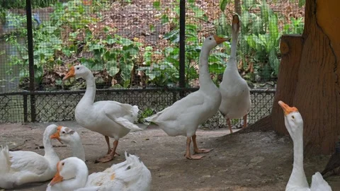 Portrait of a group of goose 스톡 동영상 318631549