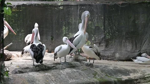 Portrait of a group of pelicans Stock-Footage 318630439