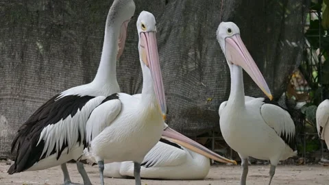 Portrait of a group of pelicans 스톡 동영상 318630852