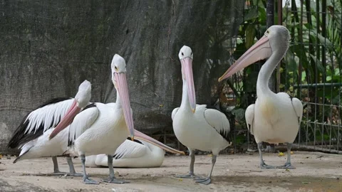 Portrait of a group of pelicans 스톡 동영상 318630905