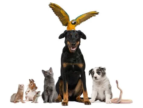 Portrait of group of pets in front of white background Stock Photos