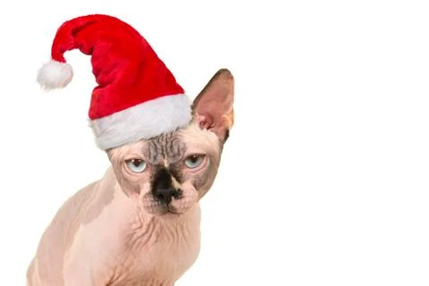 Portrait of a grumpy looking sphinx cat with blue eyes Stock Photos