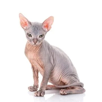 Portrait of Grumpy Sphynx Cat Stock Photos