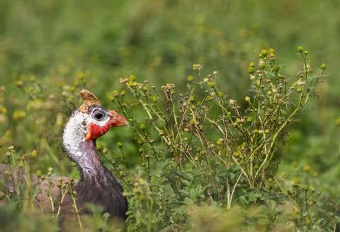 Portrait of a guinea fowl bird on a background of green grass. Stock Photos