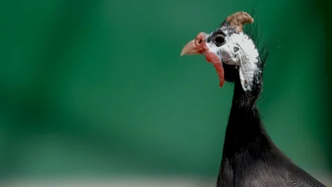 Portrait of guinea hen in profile 스톡 동영상 88836221
