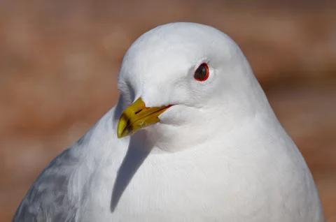Portrait of a gull Stock Photos