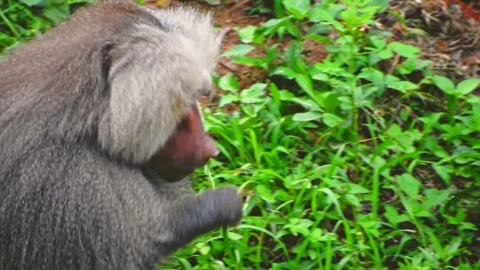 Portrait of a hamadryas baboon eating grass in its natural habitat, slow mo.. Stock Footage 341345636