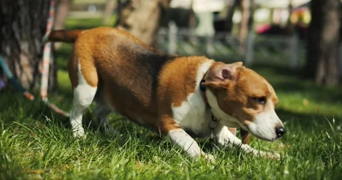 Portrait of happy beagle dog chilling in the park. Adult beagle walk in spring Stock Footage 271197341