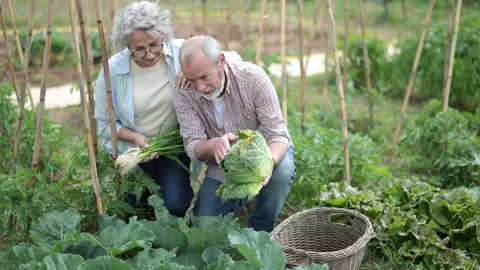 Portrait of happy elderly couple with a cabbage harvest in their garden Vidéo 344774948