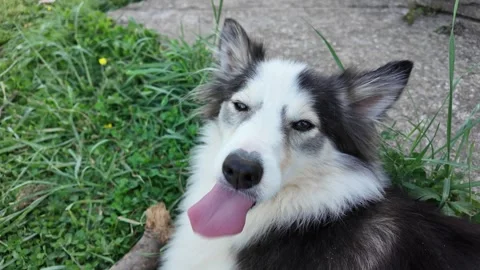 A portrait of a happy husky. Stock Footage 317640146