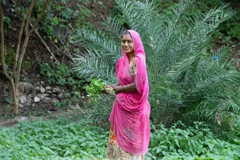 Portrait of happy indian woman farmer works at agriculture field, harvests le Stock Photos